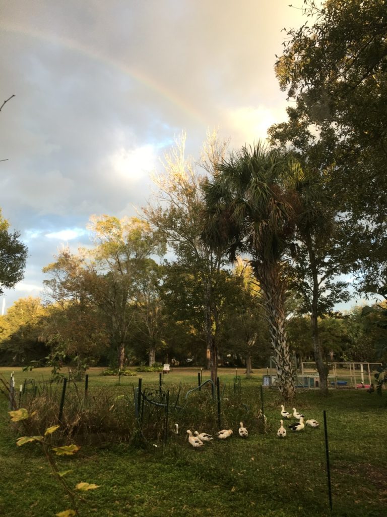 Rainbow in my backyard