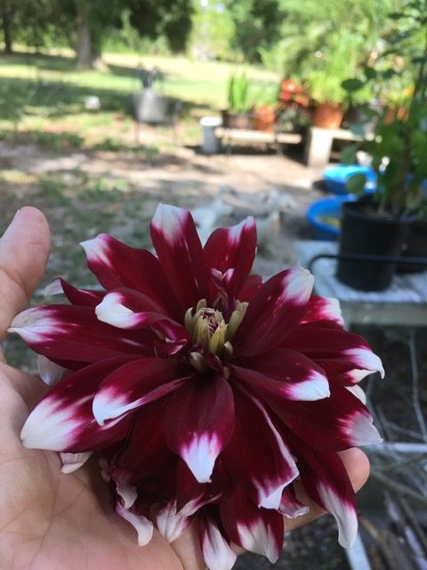 Dahlia