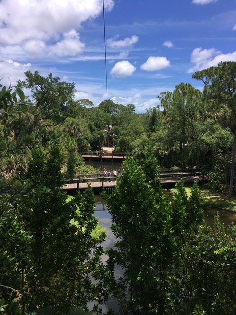 Zip line over alligators